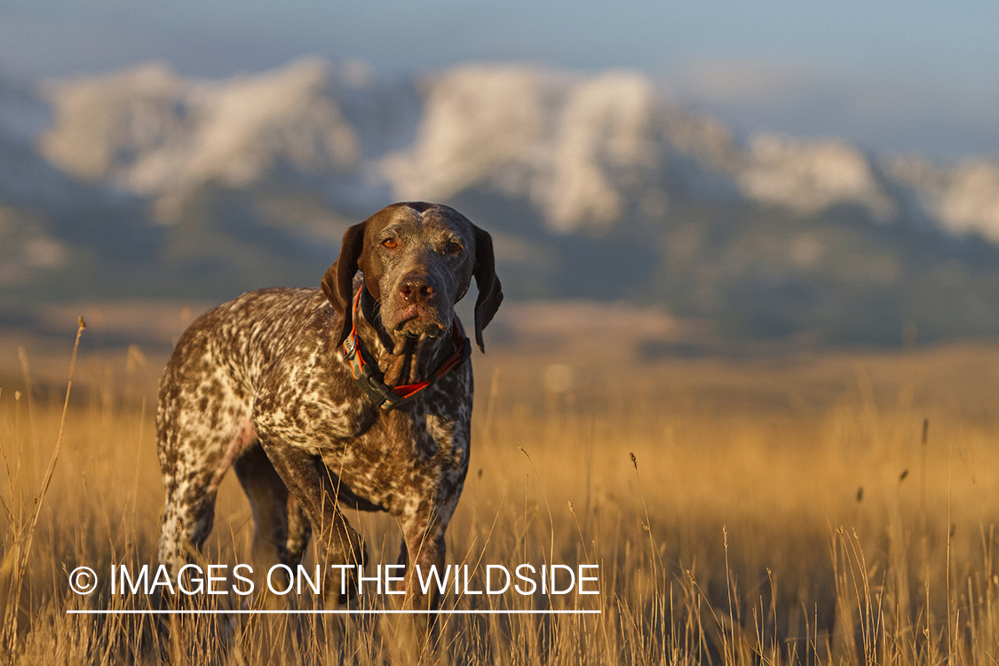 German Shorthaired Pointer in field. 