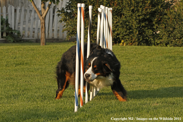 Bernese Mountain Dog running agility course. 