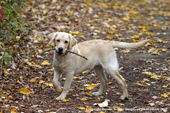 Yellow Labrador Retriever Puppy