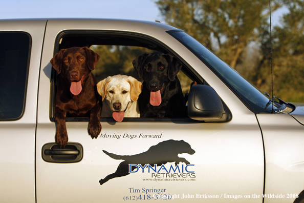 Labrador Retrievers in truck