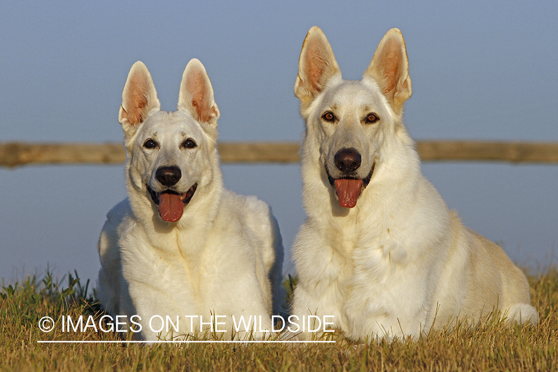 White German Shepherds