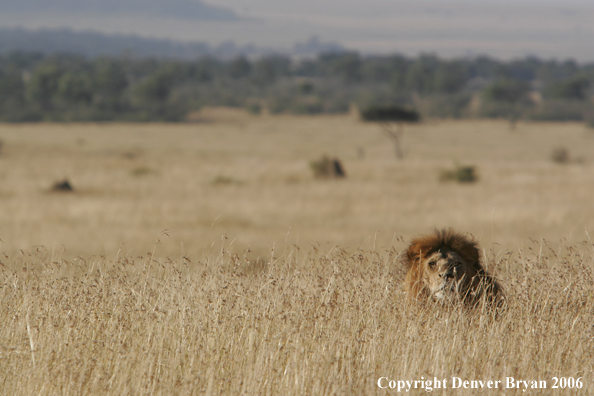 African lion watching intently