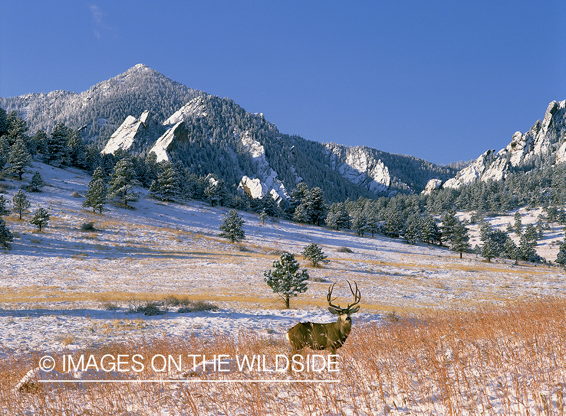 Mule deer in habitat.