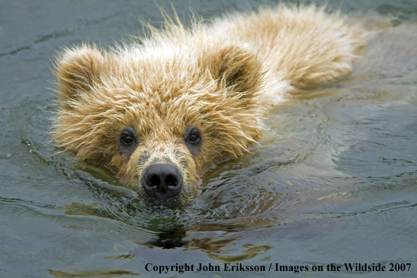 Brown bear swimming