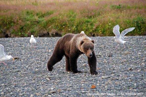 Brown Bear in habitat