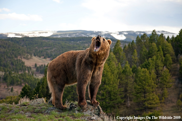 Grizzly Bear in habitat