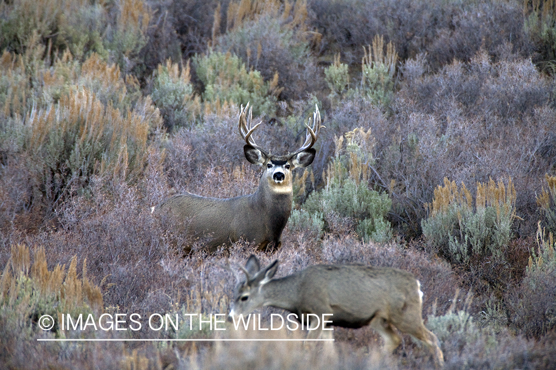 Mule deer 