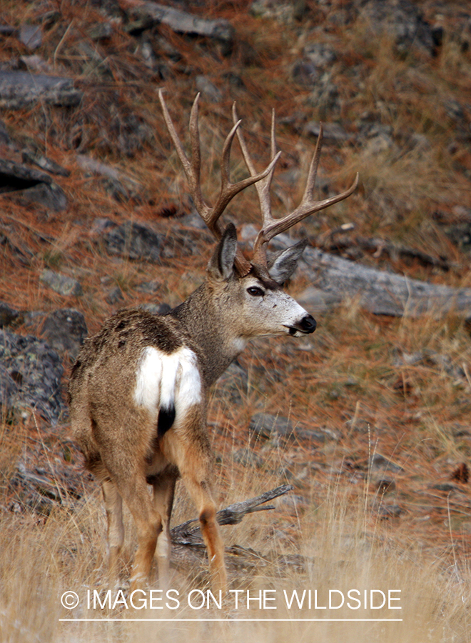 Mule Buck in Field