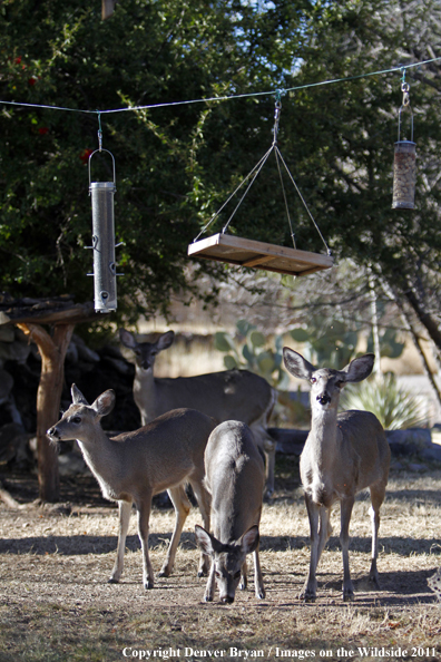 Coues white-tailed does at bird feeder. 
