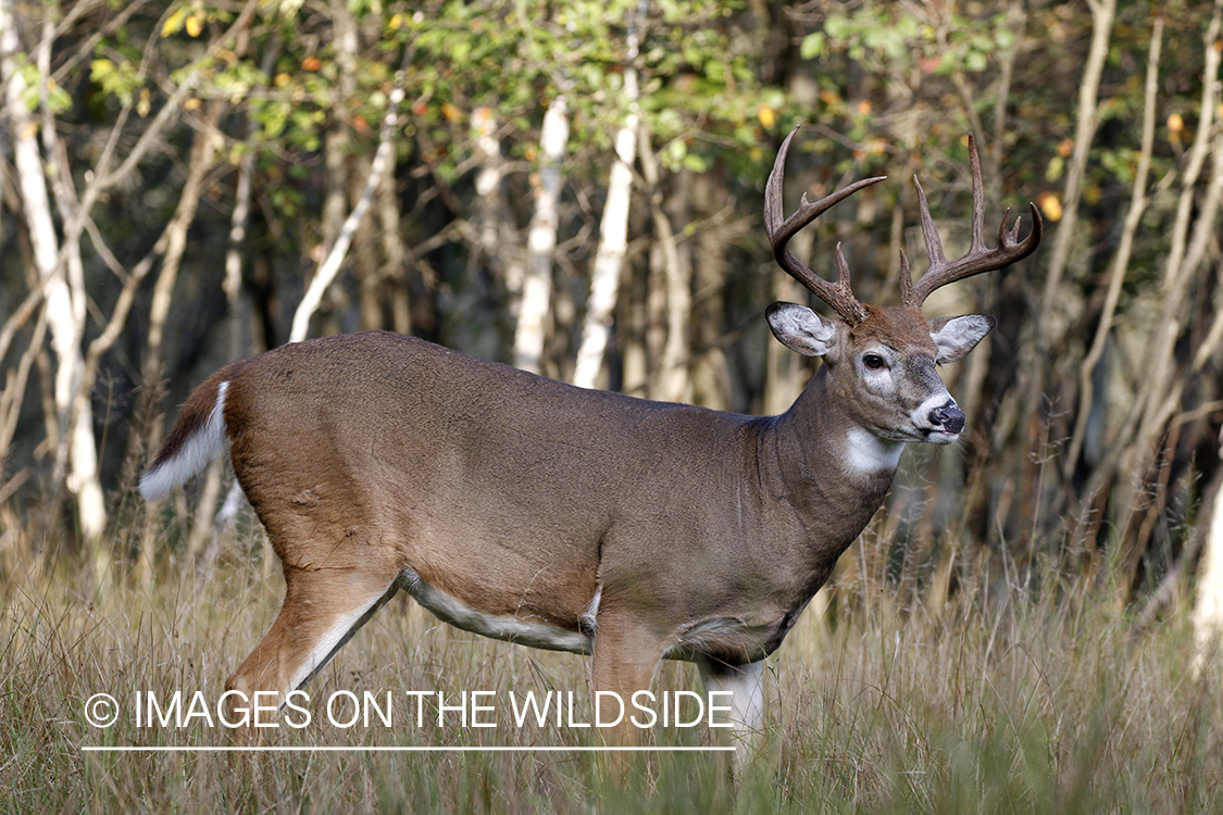 White-tailed buck in field.