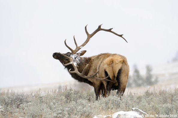 Rocky Mountain Bull Elk