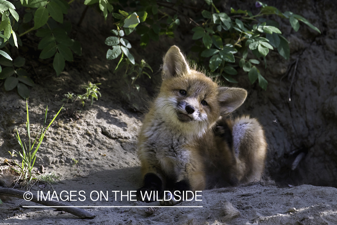 Red fox kit in habitat.