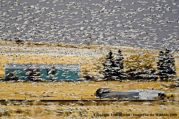 Snow Geese in habitat