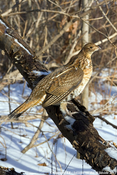 Ruffed Grouse in habitat. 