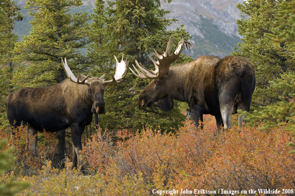 Alaskan Moose in Habitat
