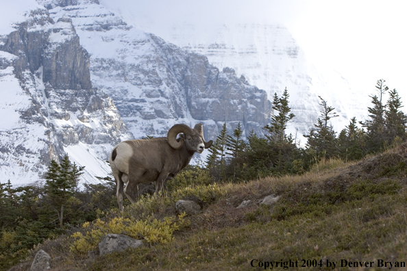 Rocky Mountain bighorn sheep (ram).
