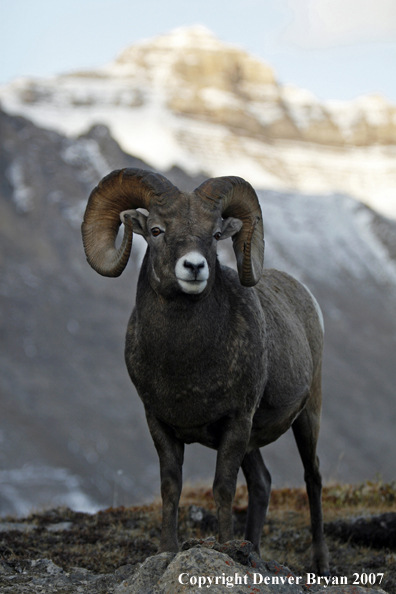 Rocky Mountain Bighorn Sheep