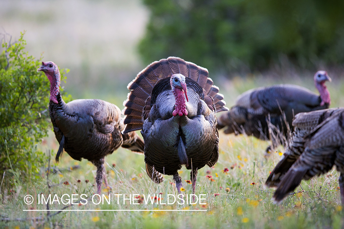 Eastern Wild Turkeys in habitat. 