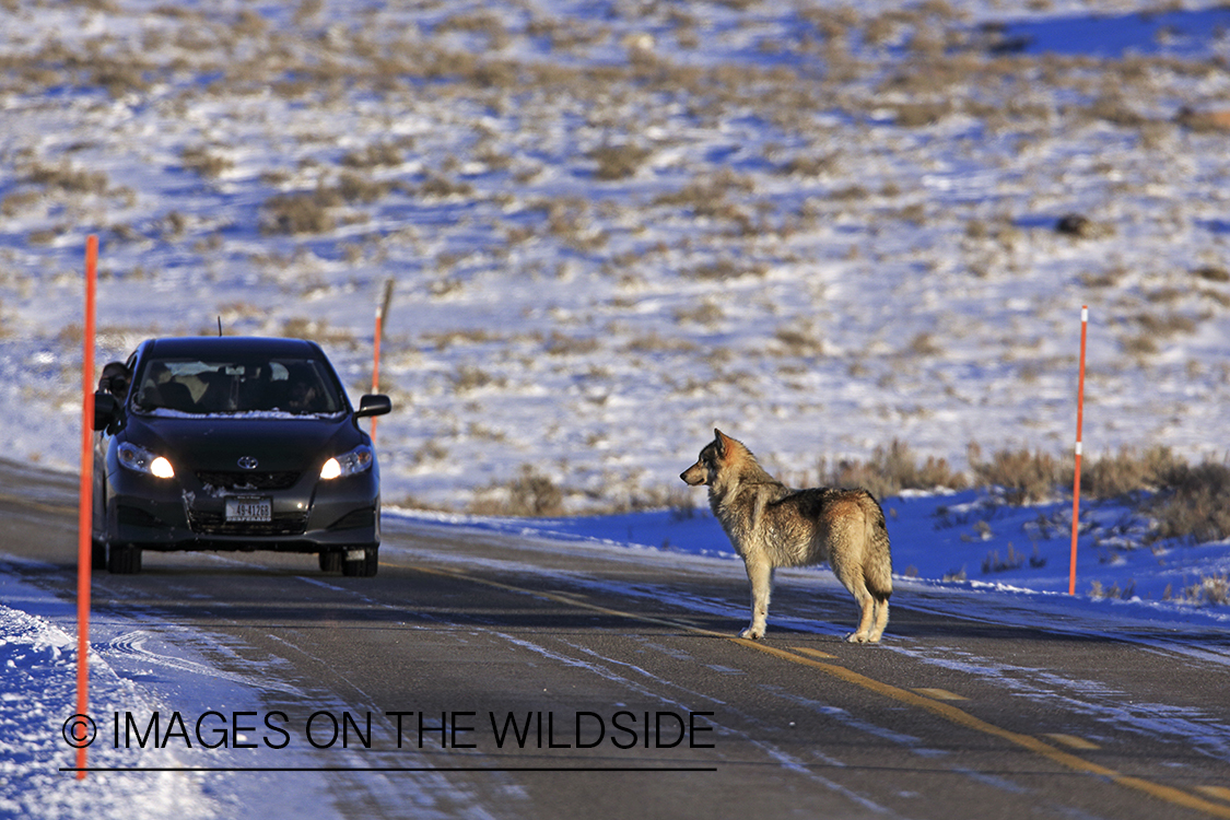 Wild free-ranging gray wolf crossing highway in Yellowstone National Park.
