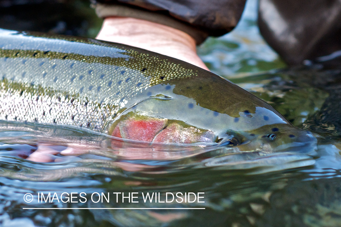 Steelhead flyfisherman releasing steelhead fish in Canada.