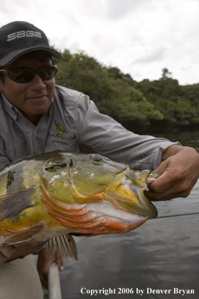 Fisherman holding Peacock Bass