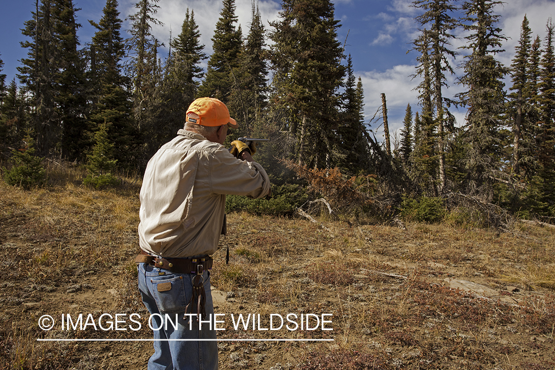 Upland game bird hunter shooting at Dusky (mountain) grouse.