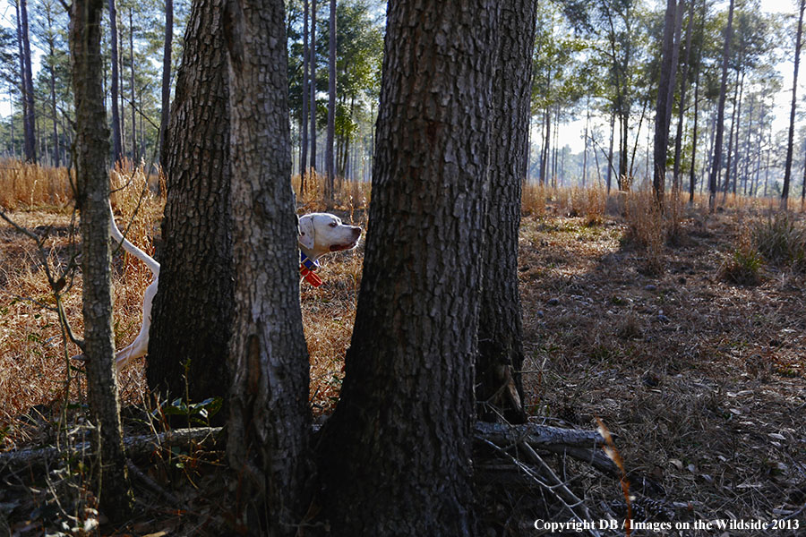 English pointer on point in field.