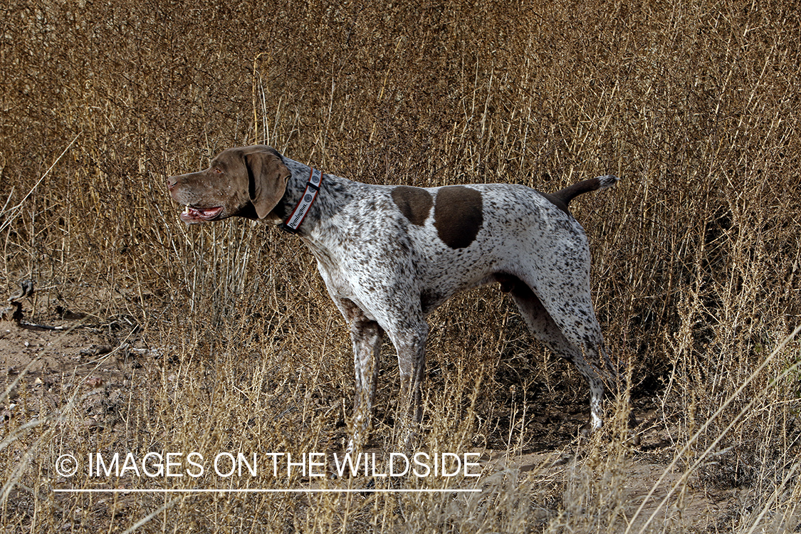 Braque Francais pointer on point.