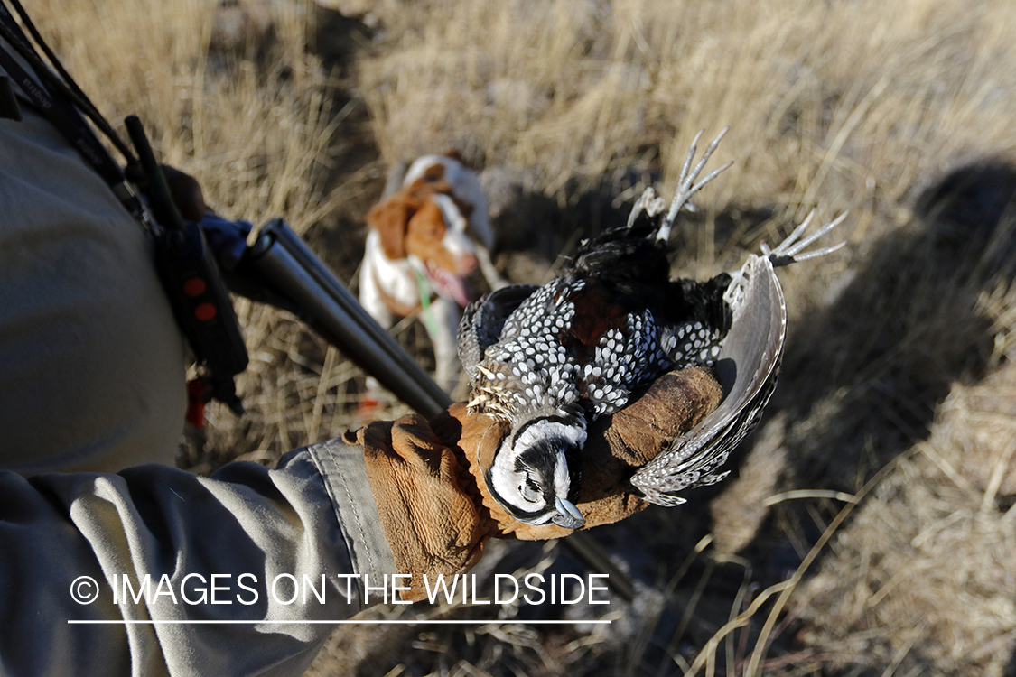 Hunter with bagged Mearns quail.
