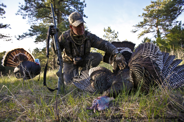 Hunter with bagged (Merriam's) turkey - decoy in bakcground