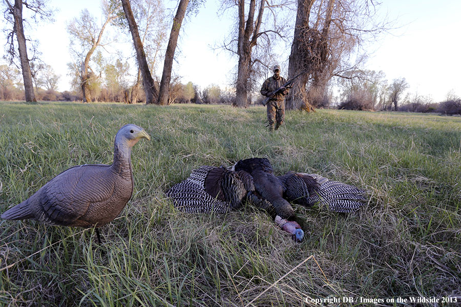 Turkey hunter approaching bagged turkey with hen decoy.