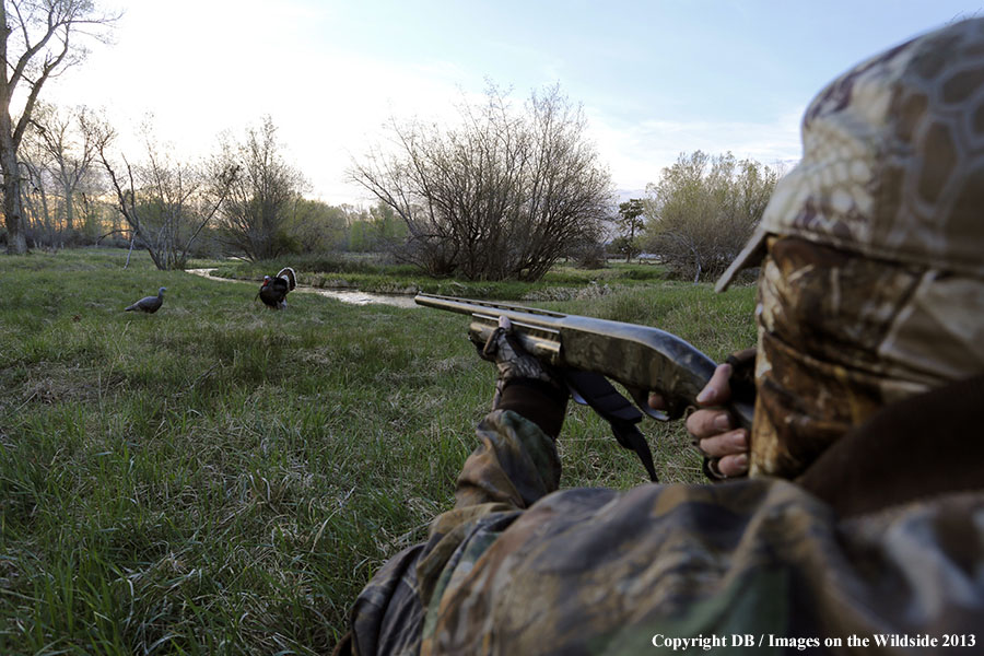 Turkey hunter shooting at gobbler with hen decoy.