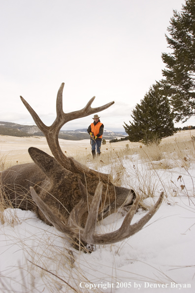 Deer hunter walking up on bagged white-tailed deer.
