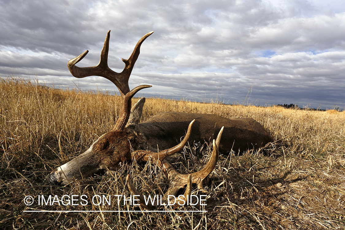 Downed white-tailed buck in field. 