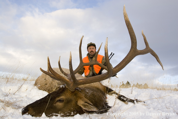 Elk hunter with downed elk.