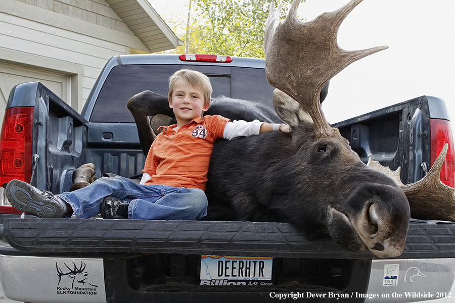 Yong boy with downed bull moose in bed of truck.
