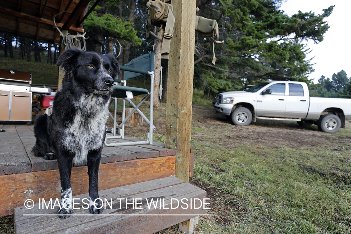 Elk hunting campsite.