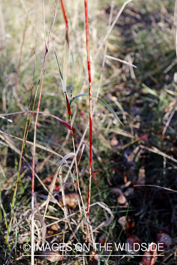 Blood trail of big game animal.