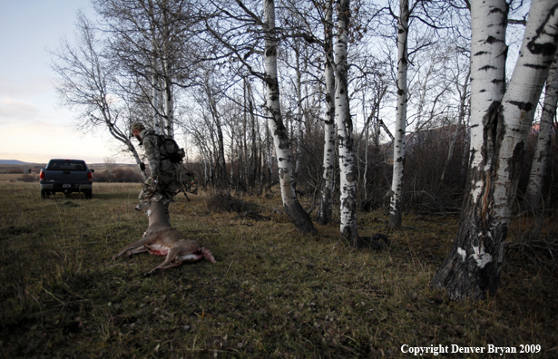 Bowhunter with bagged whitetail buck.