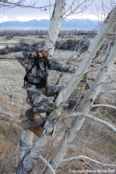 Bowhunter aiming from tree stand.