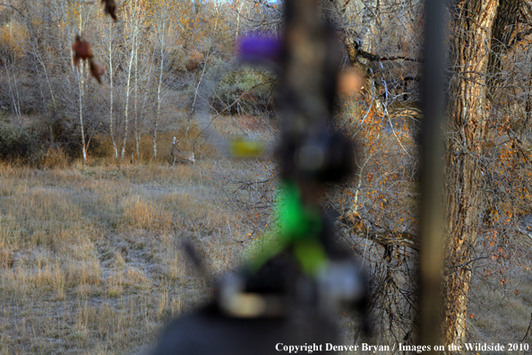 Bowhunter's view of a white-tail buck from a treestand with bow in foreground. 