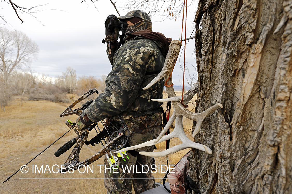 Bowhunter scouting for big game from tree stand. 