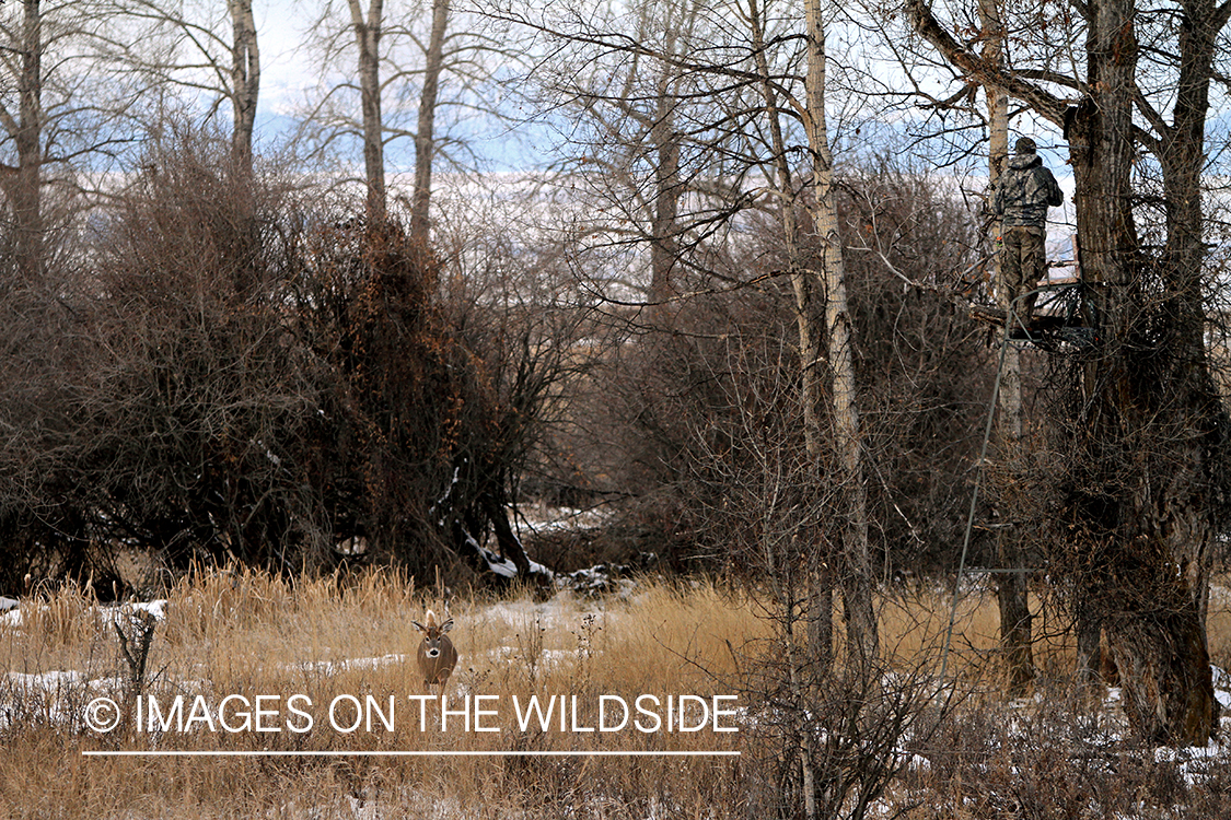 Bowhunter in tree stand with passing small white-tailed buck.