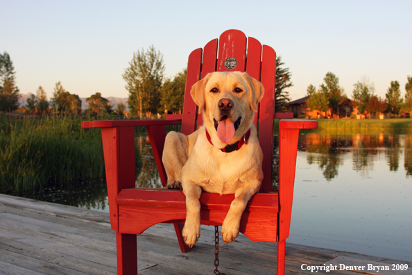 Yellow Labrador Retriever in chair