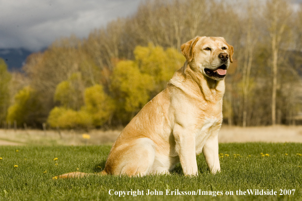 Yellow Labrador Retriever