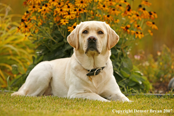 Yellow Labrador Retriever