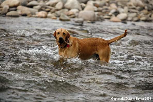 Yellow Labrador Retriever
