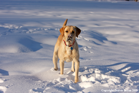 Yellow labrador retriever