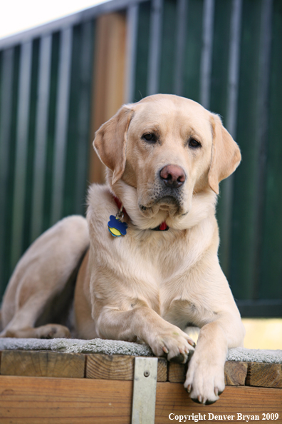 Yellow Labrador Retriever on deck