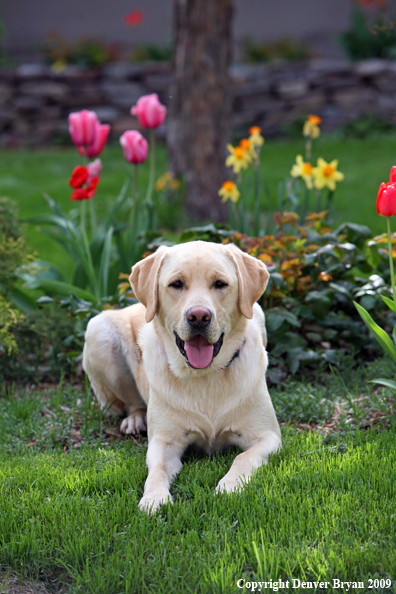 Yellow Labrador Retriever by flowers